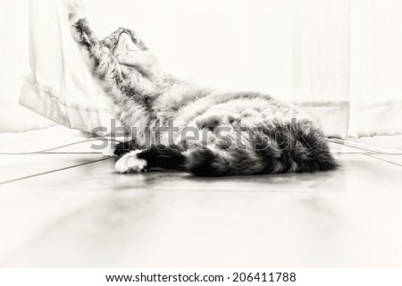 A seal tortie point Sacred cat of Burma female playing with the curtains. Black and white fine art portrait of purebred cat. Seven months old.