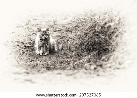 A tabby cat sitting with a young dead rabbit on its mouth. Black and white fine art outdoors portrait of domestic cat.
