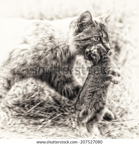 Return of hunting. A tabby cat walking with a young dead rabbit on its mouth. Black and white fine art outdoors portrait of domestic cat