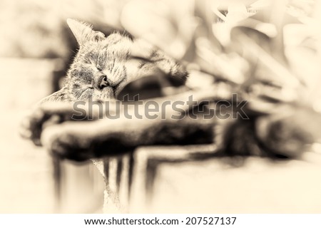In background focus on the head of an adult tabby cat sleeping lengthened on a low wall. Black and white fine art portrait of domestic cat.