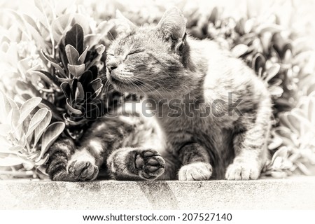 An adult tabby cat sunbathing curled up on a low wall. Black and white fine art portrait of domestic cat.