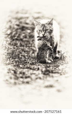 Return of hunting. A tabby cat walking with a young dead rabbit on its mouth. Black and white fine art outdoors portrait of domestic cat