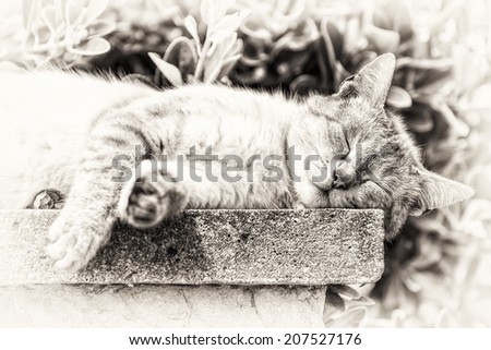 Closeup of an adult tabby cat sleeping with sunbathing lengthened on a low wall. Black and white fine art portrait of domestic cat.