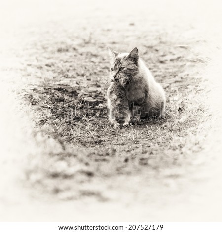 A tabby cat sitting with a young dead rabbit on its mouth. Black and white fine art outdoors portrait of domestic cat.