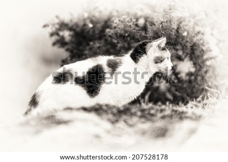 A cute domestic cat on the rock is staring at something right side. Black and white fine art outdoors portrait of mixed-breed cat.