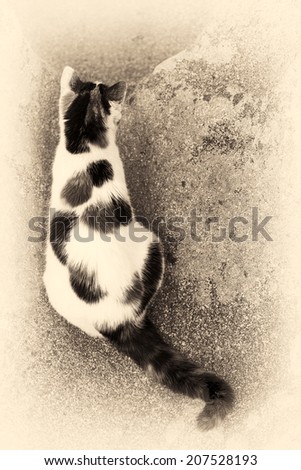 One cat on bird view is prowling on a rock with some mimicry. Black and white fine art outdoors portrait of domestic cat.