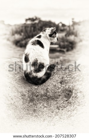 A sitting mixed-breed cat prowling on a rock. Black and white fine art outdoors portrait of domestic cat.