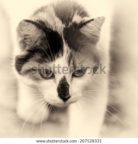 Closeup on head cat. This domestic animal walking slowly. Black and white fine art outdoors portrait of mixed-breed cat.