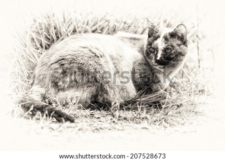 One cute tortie color point cat lie down on grass. Black and white fine art outdoors portrait of kitty.