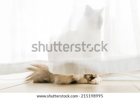 A seal tortie point Birman female cat in observation behind curtains of the windows. Color image portrait of purebred cat. Seven months old.