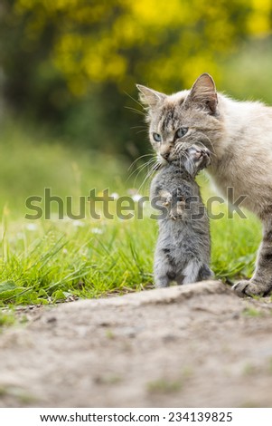 Return of hunting. A tabby cat walking with a young dead rabbit on its mouth. Outdoors portrait of domestic cat. Color image