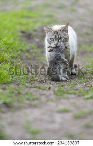 Return of hunting. A tabby cat walking with a young dead rabbit on its mouth. Outdoors portrait of domestic cat. Color image