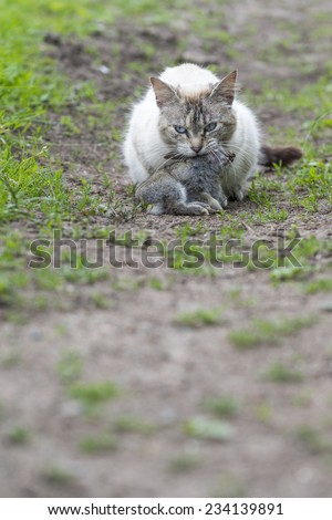 A tabby cat in the campaign with a young dead rabbit on its mouth. Color image. Outdoors portrait of domestic cat.