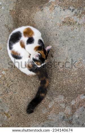 A cute mixed-breed cat grooming itself on a rock. Outdoors portrait of domestic cat. Color image
