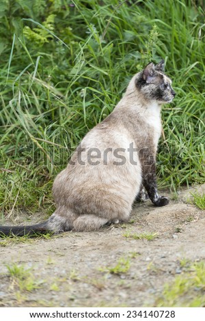 One cat is sitting and staring at something right side. Outdoors portrait of cute tortie color point cat in color image.
