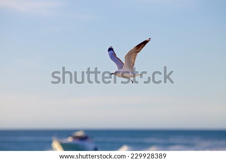 Similar – Foto Bild Möwen über dem Meer Vögel