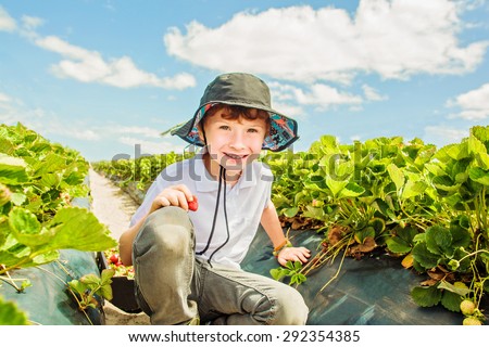 Young boy in funny hat picking strawberries on strawberry field on a sunny day with white clouds