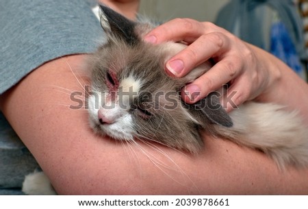 Allergic skin diseases in domestic cats. cat's wound from dermatitis. Skin diseases in cats. Cat pimples. Atypical dermatitis in a domestic cat. Feline Allergies in Cats. Combs on the neck of a domest