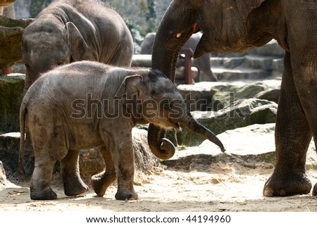 an Indian baby elephant and his mother