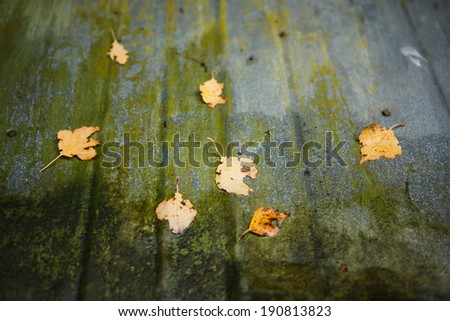 leafs on the roof