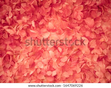 Pink taif rose petals background, Taif flower, Valentine background