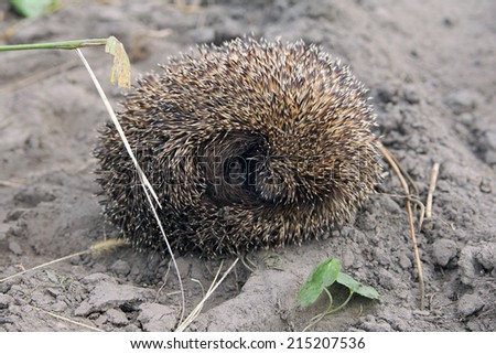 little hedgehog that curled a ball on the ground