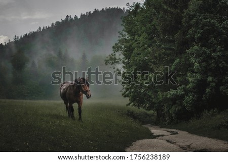 Similar – Foto Bild Pferde auf einer nebligen Wiese