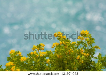 native field of flowers with the sea in the background