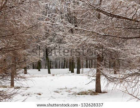Larches in the snow. The first snow, the beginning of winter in the Moscow park Tsaritsyno