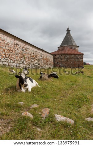 Cows near the Kremlin walls of Solovetsky monastery