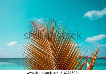 Similar – Image, Stock Photo Palm leaves against blue sky