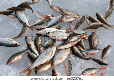 Catch of fish on ice