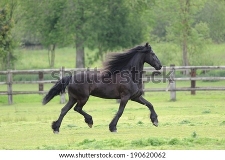 Friesian horse in the spring field