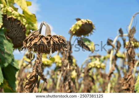 Image, Stock Photo Extreme drought Flower
