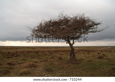 The silhouette of a tree in an otherwise flat landscape
