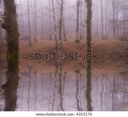 forest fog in the portuguese national park