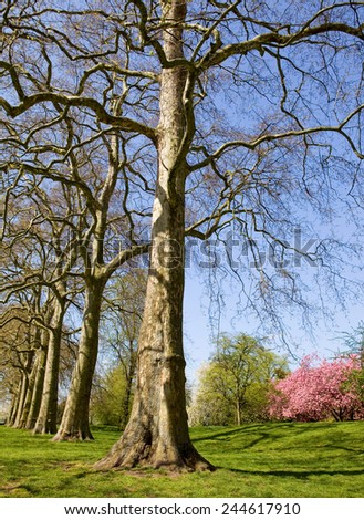 trees at the hyde park in london, uk