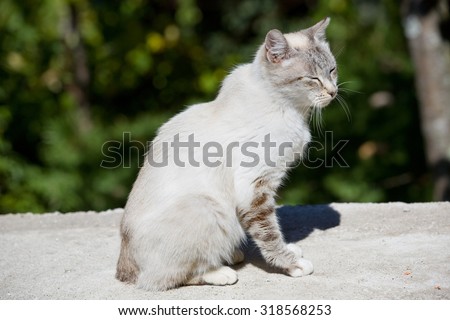 young white sleepy cat, outdoor picture