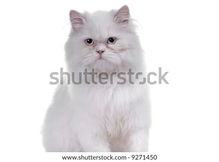 White Cat