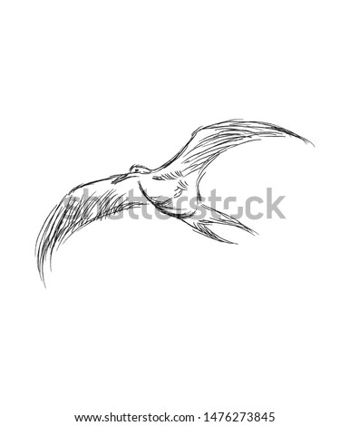 Vector illustration of hand drawn flying black skimmers. Beautiful animal design elements, ink drawing.