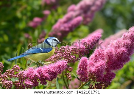 Similar – Foto Bild Blaumeise im blühenden Strauch