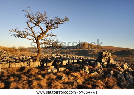 Lone tree on Limestone opposite Ingleborough