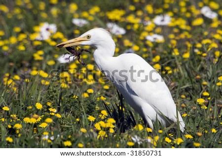 A Cattle Egret (Bubulcus ibis) in a field of flowers with a large scorpion in its beak, in the West Coast National Park, Western Cape, South Africa.