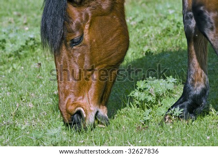 A brown horse feeding in a field of clover