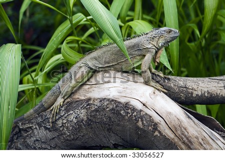 The green iguana is a lizard native to tropical areas of Central and South America and the Caribbean.