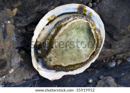 Abalone are medium to very large-sized edible sea snails, marine gastropod mollusks in the family Haliotidae and the genus Haliotis.