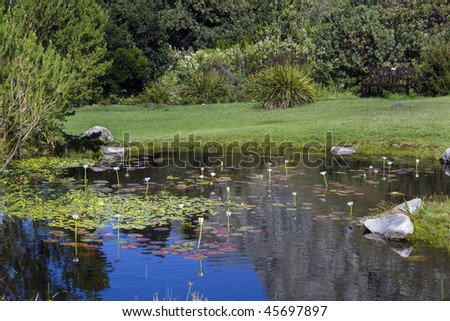 A pond in the Harold Porter Nature Reserve in the Western Cape Province of South Africa