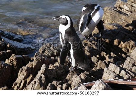 African penguins Spheniscus demersus at Stony Point, near Cape Town, Western Cape, South Africa