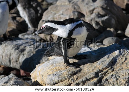 African penguin Spheniscus demersus at Stony Point, near Cape Town, Western Cape, South Africa