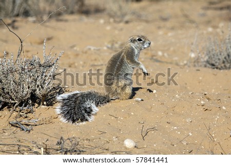 Cape ground squirrels Xerus inauris mainly occur in the dry, semi-desert regions of southern Africa, especially in the Kalahari. They live on the ground and in their widespread underground caves.